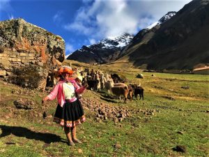 Llama Lares Trek