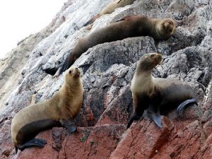 Ballestas Inseln mit Green Peru Adventures